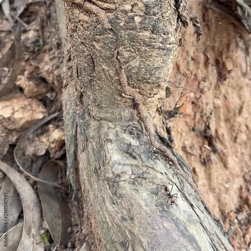 Close up of weathered tree bark texture with tiny ants