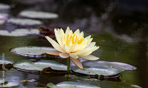 Foto Blooming yellow water lily in botanical garden