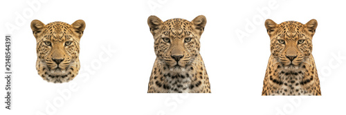 Canvas Print Set of three detailed wild leopard and jaguar animal head portraits isolated on