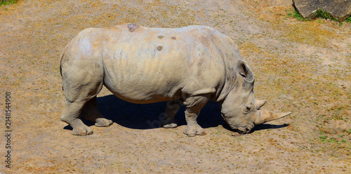 The white rhinoceros or square-lipped rhinoceros cub is the largest extant species of rhinoceros.  It has a wide mouth used for grazing and is the most social of all rhino species