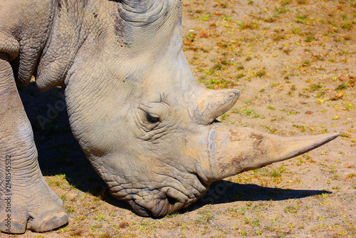 The white rhinoceros or square-lipped rhinoceros cub is the largest extant species of rhinoceros.  It has a wide mouth used for grazing and is the most social of all rhino species
