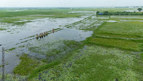 Flood-like monsoon waters cover Bortir Bil, North 24 Parganas, West Bengal, India. A wooden boat glides through the seasonal wetland as cows graze amid lush greenery, reflecting Bengal's rural 