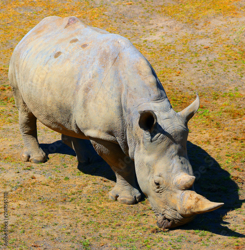 The white rhinoceros or square-lipped rhinoceros cub is the largest extant species of rhinoceros.  It has a wide mouth used for grazing and is the most social of all rhino species
