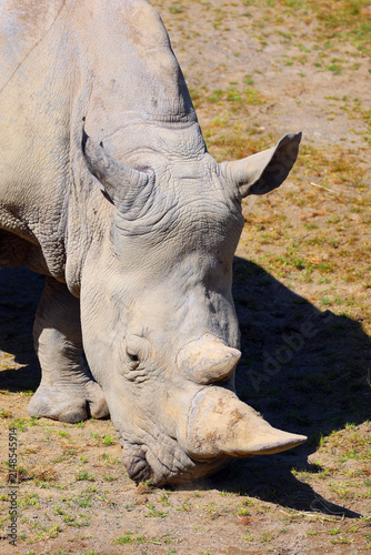 The white rhinoceros or square-lipped rhinoceros cub is the largest extant species of rhinoceros.  It has a wide mouth used for grazing and is the most social of all rhino species