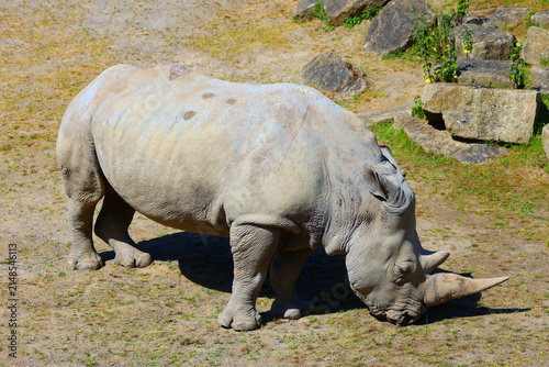 Fotografía The white rhinoceros or square-lipped rhinoceros cub is the largest extant species of rhinoceros