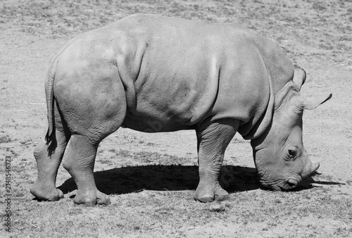 Fotografía The white rhinoceros or square-lipped rhinoceros cub is the largest extant species of rhinoceros