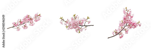 Set of three blooming pink cherry blossom branches and sakura flowers isolated on a transparent white background, lovely botanical graphic assets for spring designs, wedding cards, and seasonal creati