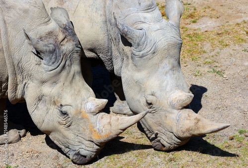 The white rhinoceros or square-lipped rhinoceros is the largest extant species of rhinoceros.  It has a wide mouth used for grazing and is the most social of all rhino species