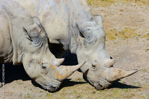 Quadro su tela The white rhinoceros or square-lipped rhinoceros is the largest extant species of rhinoceros