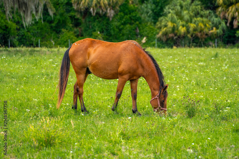 Obraz premium Brown domestic horse grazing on green grass with small white flowers in a pasture.