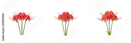 Canvas Print Set of vibrant red spider lily flowers, Lycoris radiata, or hurricane lilies isolated on a white background