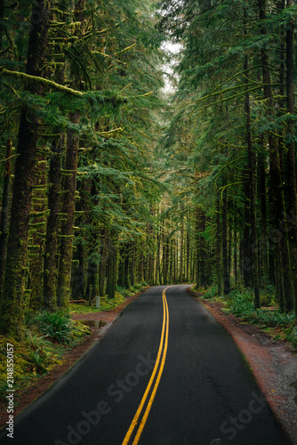 View of a winding asphalt road flanked by tall, moss-covered evergreen trees in a dense forest in Port Angeles, Washington, United States.