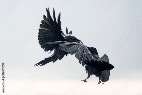 View of two black ravens fighting in mid-air against a bright sky in Debrzno, Pomeranian Voivodeship, Poland.