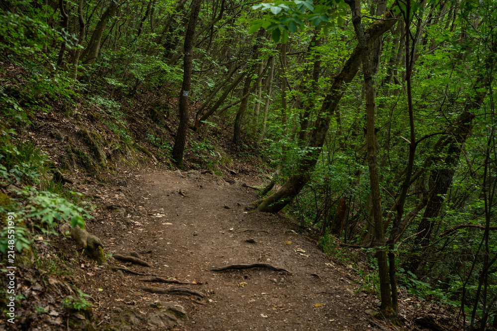 Obraz premium Dirt hiking trail winding through lush green forest trees in Budapest Hungary on a bright summer day outdoors