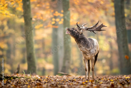 View of a fallow deer buck with large antlers calling out in an autumn forest with golden leaves on the ground in Debrzno, Pomeranian Voivodeship, Poland.