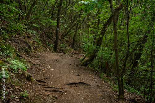 Dirt hiking trail winding through lush green forest trees in Budapest Hungary on a bright summer day outdoors