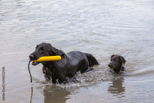 Fotografía Two black dogs playing fetch with floating toy in lake