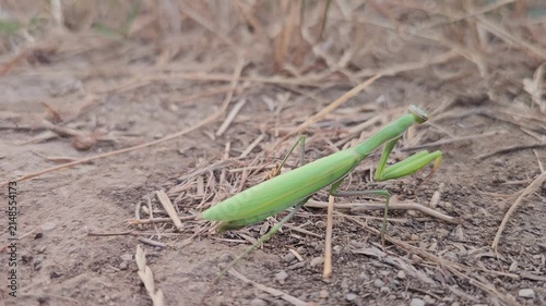 A green praying mantis awaiting its prey in an arid, dry environment.