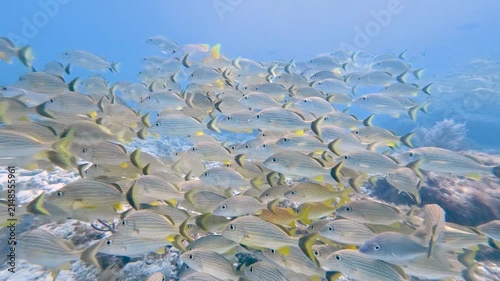 Marine Life: School of Bluestriped Grunts (Haemulon sciurus) Swimming over Coral Reef in Key Largo, Florida in 4K