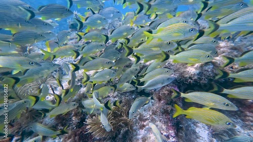Marine Life: School of Bluestriped Grunts (Haemulon sciurus) Swimming over Coral Reef in Key Largo, Florida in 4K