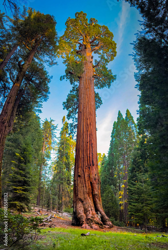 Fotografía General Grant Sequoia Sunrise Kings Canyon National Park