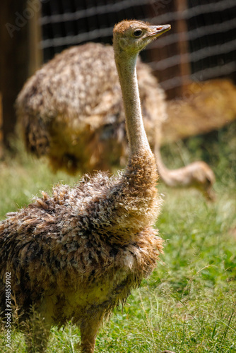 Canvas Print Ostrich chick sunbathing on the grass (Struthio camelus)