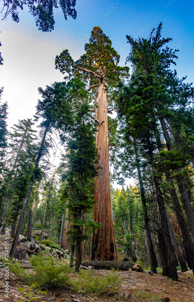Fototapeta premium Giant sequoia rises above forest at Giant Loop Trail