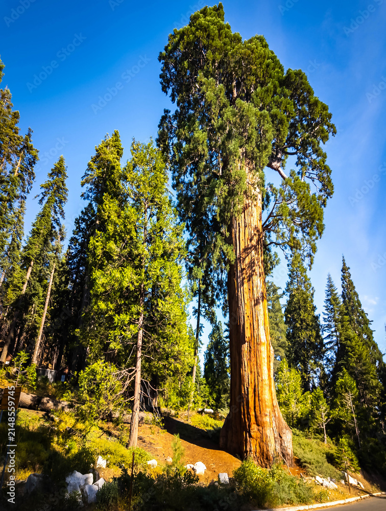 Fototapeta premium Giant sequoia greets visitors at parks entrance
