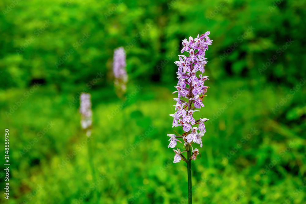 Obraz premium Fuchs' Orchid (Dactylorhiza fuchsii) Blooming Near Lake Almsee, Austria