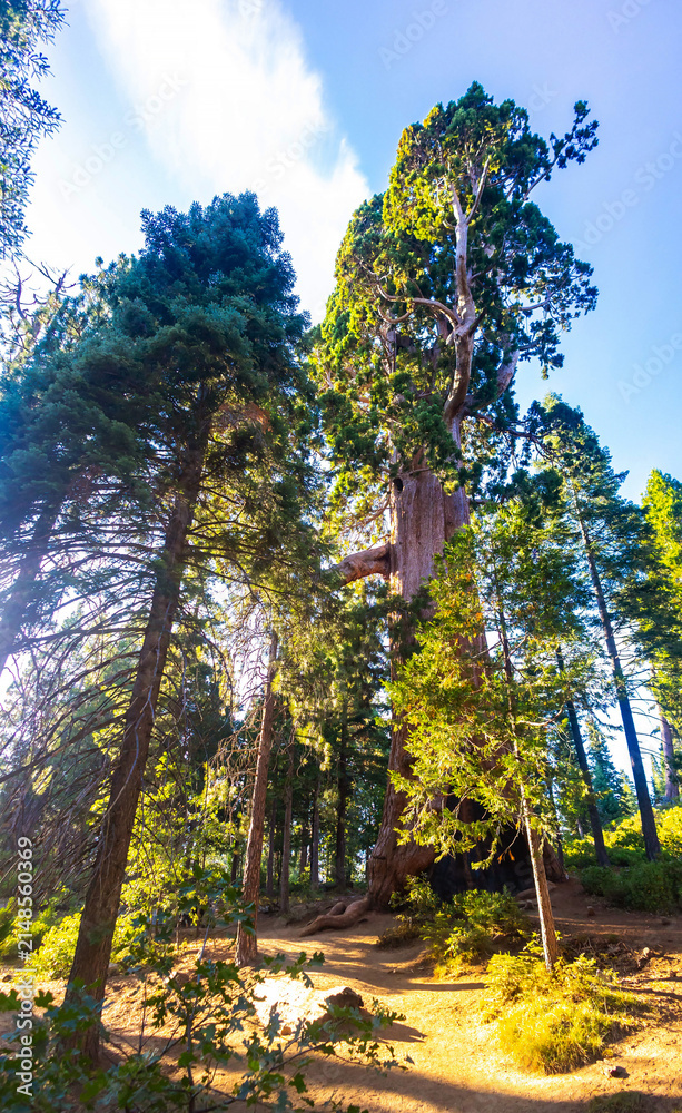 Fototapeta premium Giant sequoia forest lines Big Stump Loop Trail