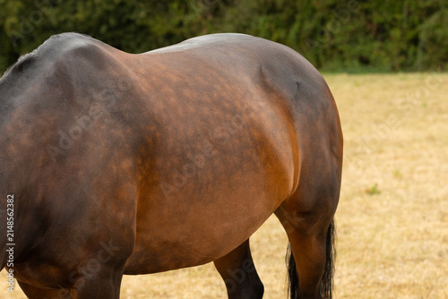 Fotografie Close-up side view of a horse showing body condition, topline and weight