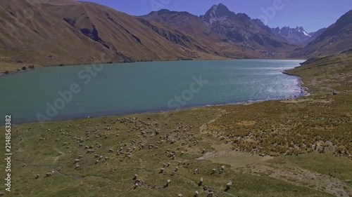 Aerial view of Conococha lake with a large flock of sheep grazing on the grassy slopes under clear blue skies in Ancash, Peru.