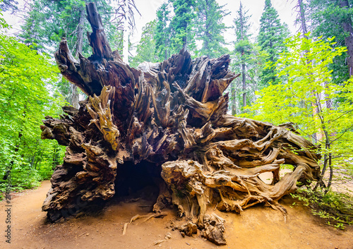 Fallen sequoia log rests along Tuolumne Grove Trail