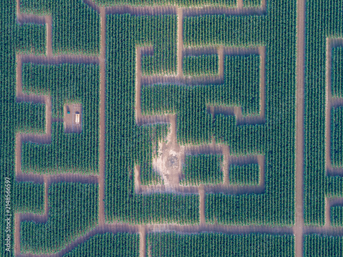 Aerial view of a large corn maze with intricate paths cut through the green crops in Soultz-Haut-Rhin, Grand Est, France.
