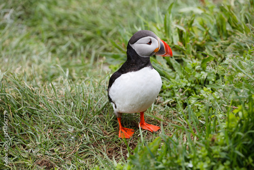 Foto Atlantic Puffin Standing in Lush Green Grass