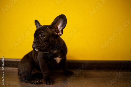 Fotografía A black French bulldog on a yellow background.