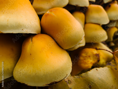 Clusters of bright yellow autumn mushrooms growing on an old tree stump surrounded by fallen yellow leaves in a forest.