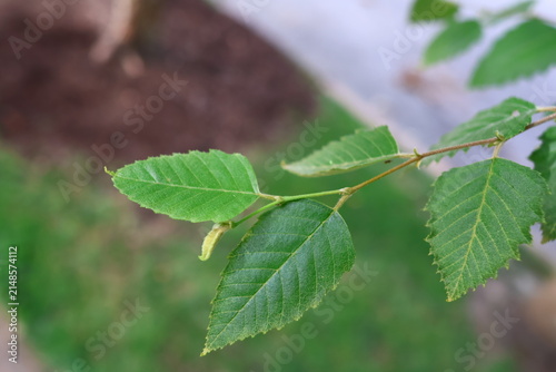 Konstfotografi River birch (Betula nigra) leaves