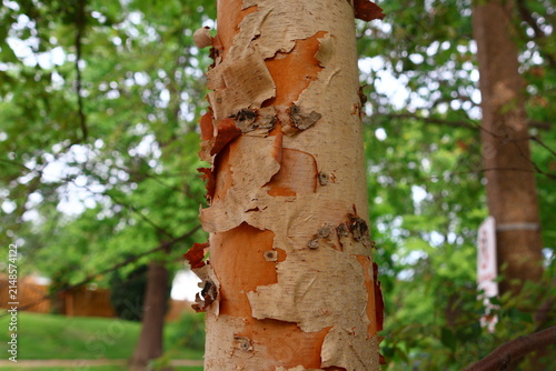 Canvastavla River birch (Betula nigra bark