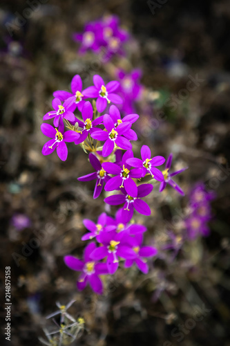 Quadro su tela California Centaury wildflower blooms native portrait