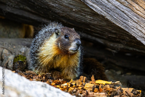 Yellow-bellied Marmot emerging from a shelter in Yosemite National Park