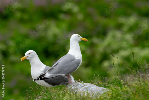 Herring Gull (Larus argentatus)