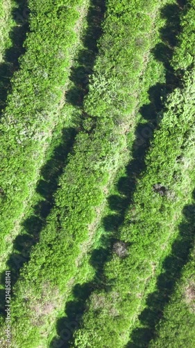 Aerial view of agricultural fields and farmland in a sunny day