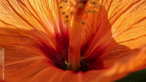 Slow motion macro tracking shot of hibiscus stamen moving toward camera as petals unfurl in sunlit garden backyard daytime summer closeup