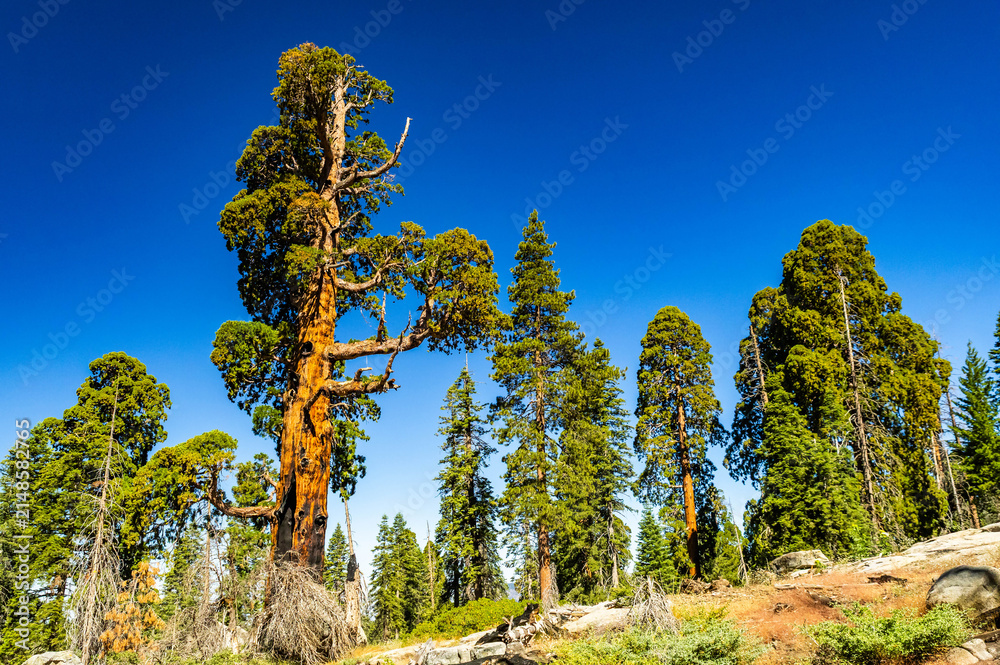 Fototapeta premium Twisted sequoia branches rise against blue sky
