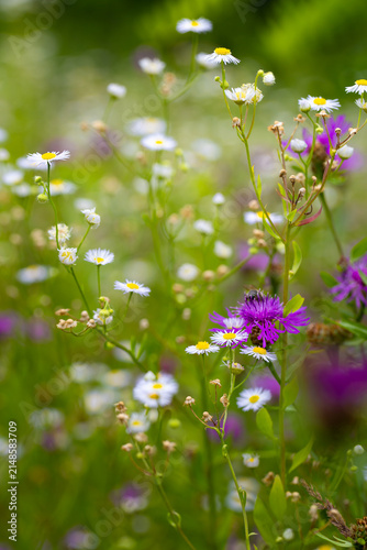 White and purple wildflowers in a summer meadow, background or wallpaper