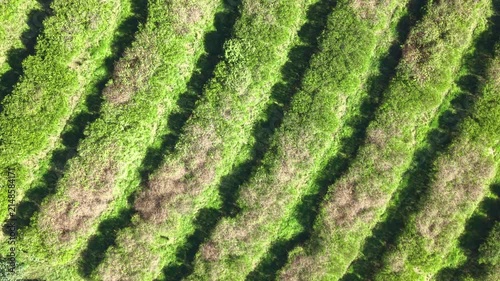 Aerial view of agricultural fields and farmland in a sunny day