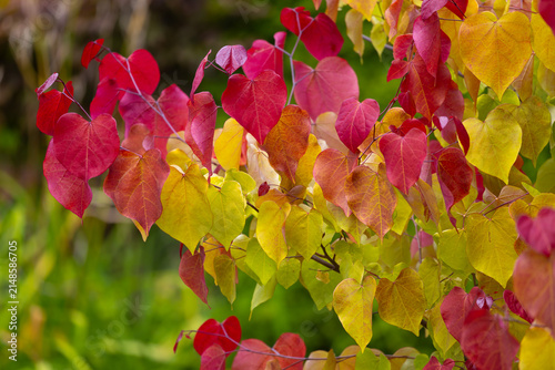 Eastern redbud tree 