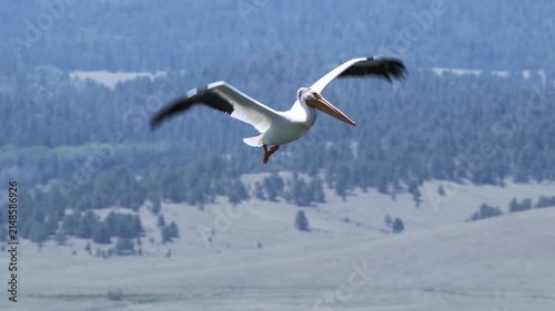 American white pelican flying over the lake – close-up.