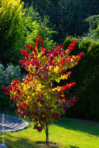 Eastern redbud tree 